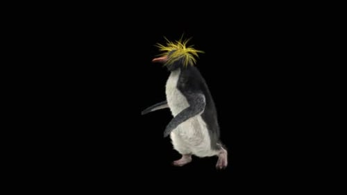 3D Animated Dancing Macaroni Penguin