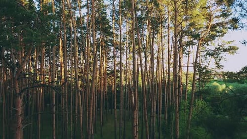 Aerial View Of Green Pine Coniferous Forest In Landscape In Spring. Top View From Attitude. Drone