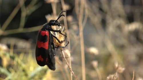 Ein rot-schwarz gefleckter Soldatenkäfer auf Blättern von Dry Weed