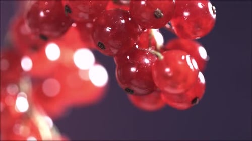 Closeup View of Falling Red Currant From Currant Tree