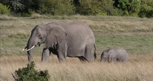952021 Afrikanischer Elefant, loxodonta africana, Mutter und Kalb, Masai Mara Park in Kenia, Echtzeit 4K