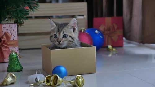 Gray Kitten Sitting in Christmas Gift Box