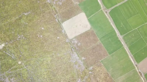 Drone View of Rice Fields. Agriculture Concept.