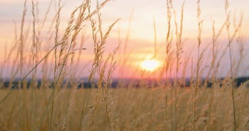 Tall Grass Blowing in Wind at Sunset