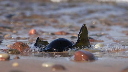 Verschmutzung des Strandes