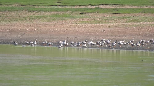 Crowded Seagulls Colonies in Natural Lake Shore