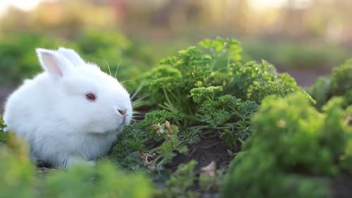 White rabbit in green grass, Calm and sweet little white rabbit sitting on green grass