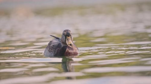 Mallard duck floating in the pond