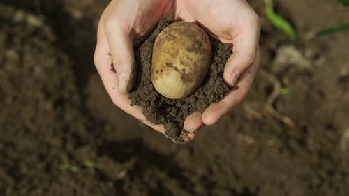 Hands Holding Potato with Soil in Farmland