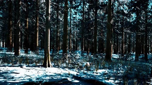 Snow Covered Conifer Forest at Sunny Day