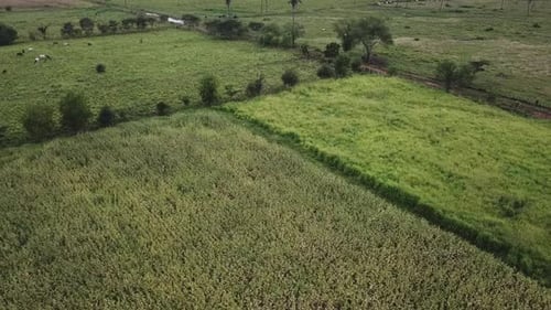 Aerial landscape view flying backwards over a corn field