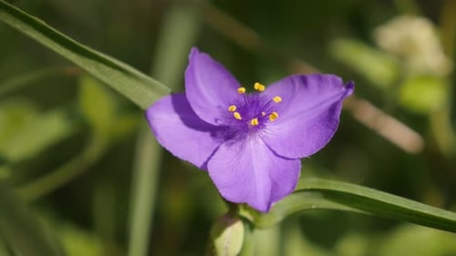 Beautiful Tradescantia virginiana plant close-up 4K 2160p 30fps UltraHD footage - Purple spiderwort