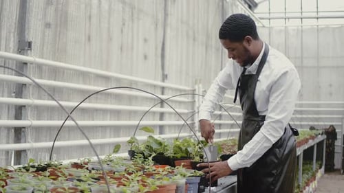 African American Florist Wotk at Tulip Indoor Plantation