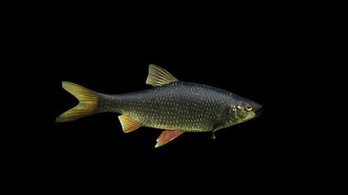 Schwarzer Rotaugenfisch
