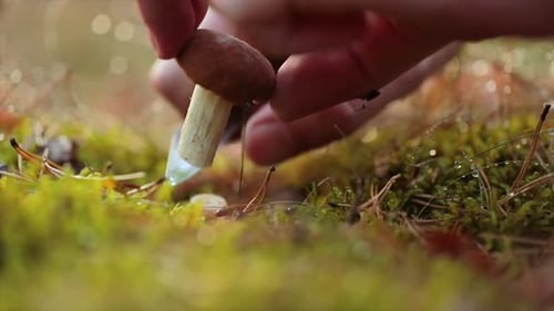 Man Cuts a Mushroom with a Knife in the Autumn Forest