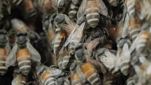 Closeup of Swarming Honeybees in Nature
