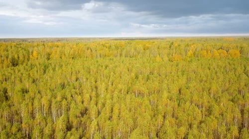 Forest Nature