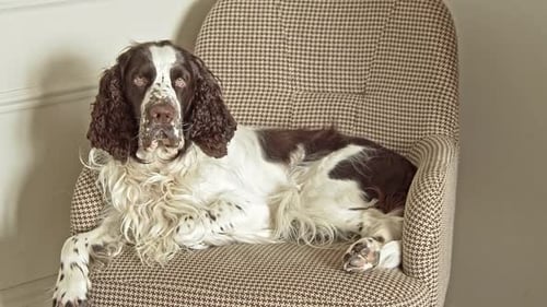 Springer Spaniel Dog Relaxing in an Armchair