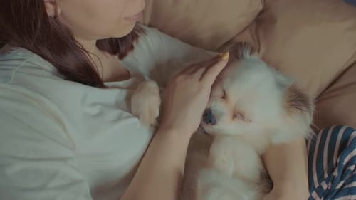 Close Up of White Spitz Lying on Woman and Licking Her Hand