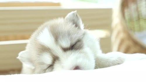 Close Up of Husky Puppy Sleeping Soundly