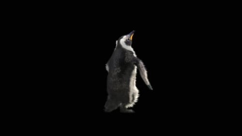 3D Animated Penguin Walking with Alpha Channel