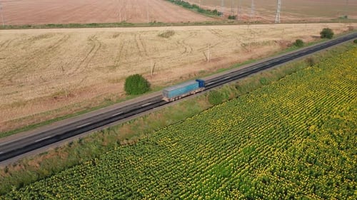 Aerial View of a Truck Driving Along a Rural Road Along a Sunflower Field on a Summer Morning