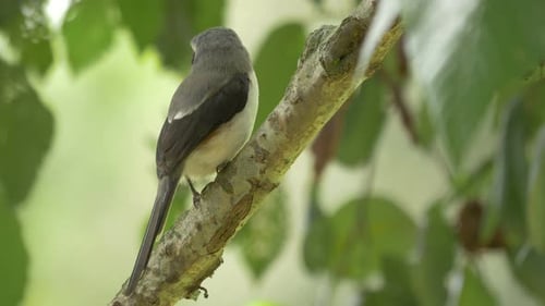 Nahaufnahme eines Vogels auf einem Zweig