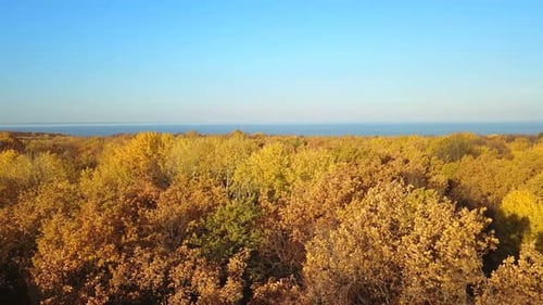 Herbstliche Wald-Natur