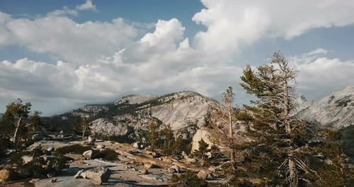Drone Flying Low Above Amazing Ancient Pine Trees Towards White Mountain Peak Ridge at Sunny