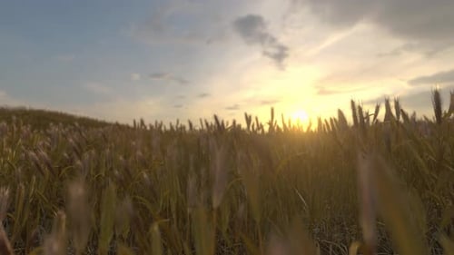 Time Lapse Barley Field