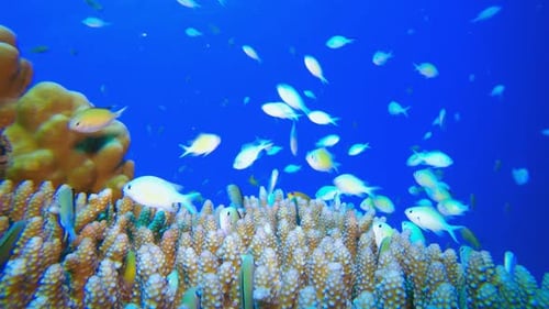 Blue Green Fish and Sea Coral