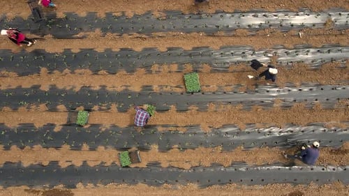 People Farming Rows of Crops From Above