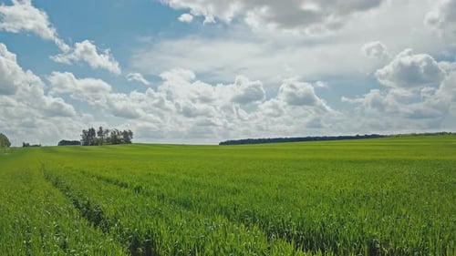 Landschaft Grünes Weizenfeld