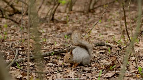 Gray Fluffy Squirrel Holds a Hazelnut in Its Paws and Eat It in Spring Forest