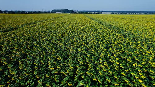 Survoler des champs de tournesols