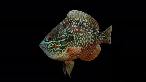 Longear Sunfish Vorderansicht