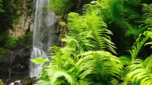 Wasserfall im Regenwald Weiches Licht auf den Baumfarnen