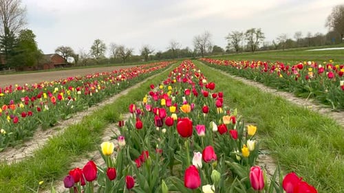 Ascend birds eye shot of idyllic flowerbed with colorful tulips for self collecting on field in Neth