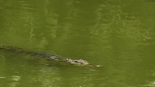 crocodile swimming in the water