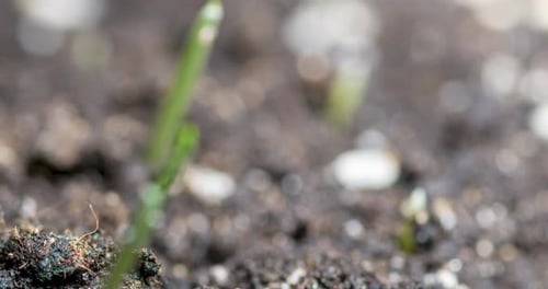 Fresh Grass Growing Macro Timelapse