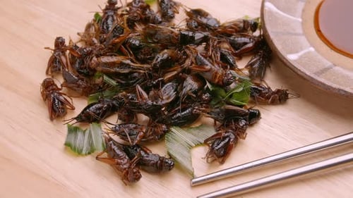 Grillons frits sur plaque en bois. Les insectes sont des aliments riches en protéines.