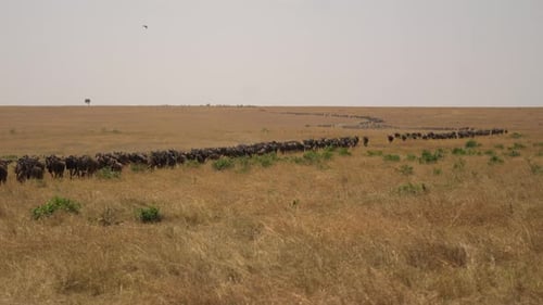 Gnus durante la migración