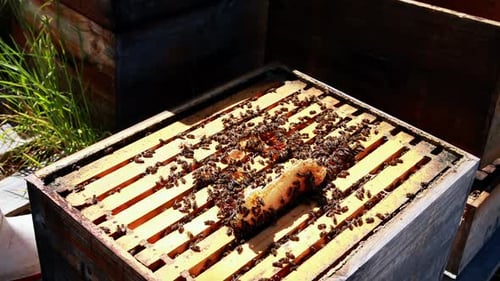 Gros plan du cadre d'abeilles mellifères recouvert d'abeilles