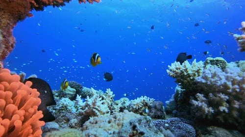 Colorful Coral Reef Ecosystem with Clownfish Swimming