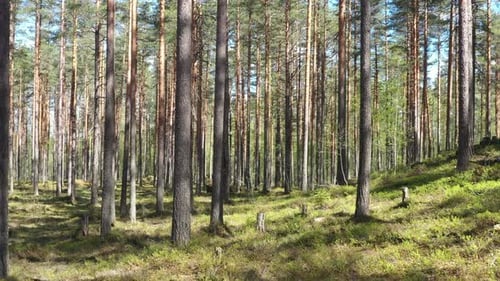 Sommerlicher Wald