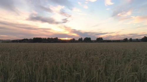 Aerial shot of a large wheat field at sunset 03