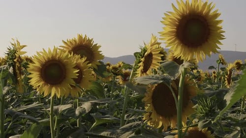 Ripe Sunflower Plants In The Field