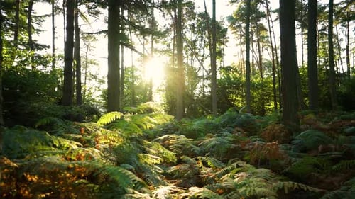 Luz solar a través de un bosque en verano