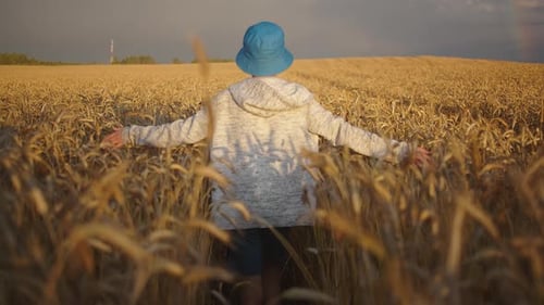 Funny Boy with a Hat Walking Across a Golden Wheat Field in Rainy Weather