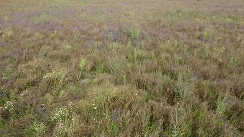 Aerial View Wild Flowers On The Field